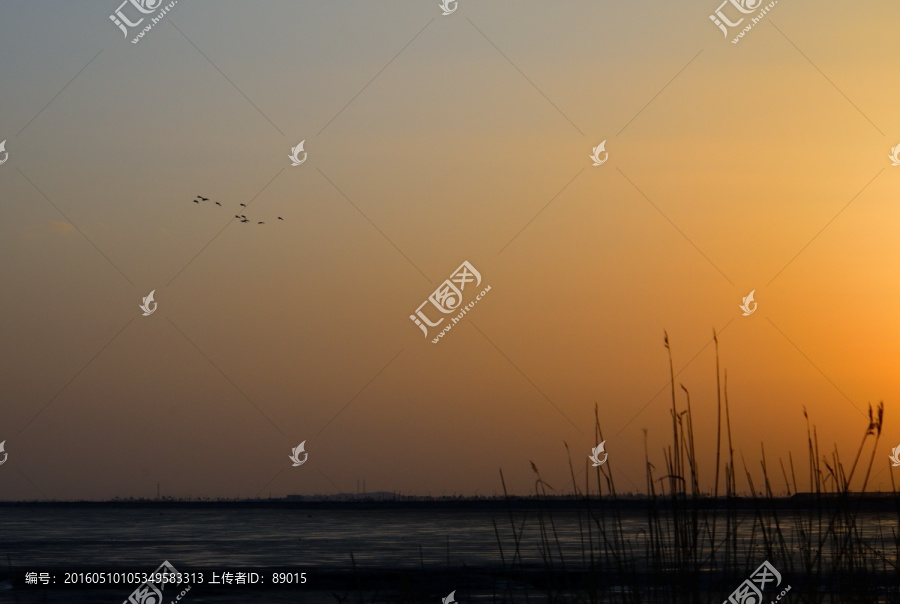 鸭绿江口湿地自然保护区候鸟群
