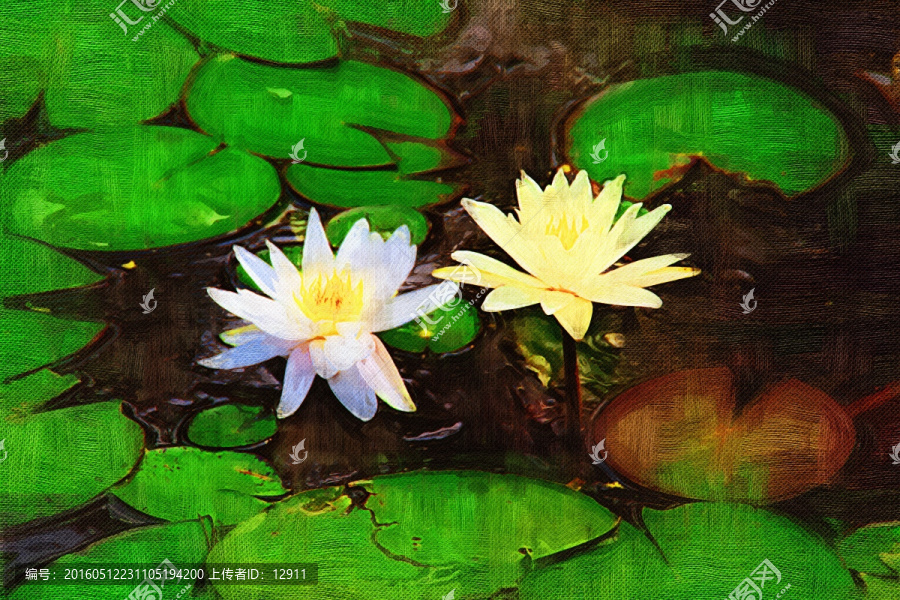 睡蓮,花卉油畫