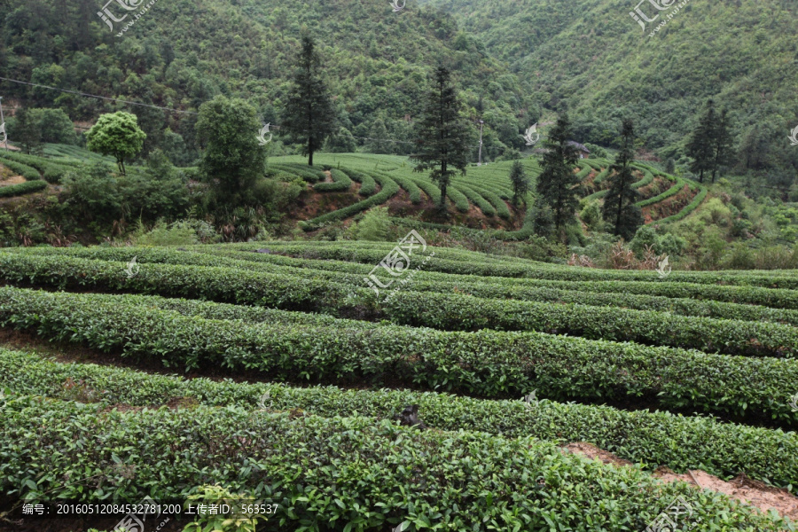 绿色茶山