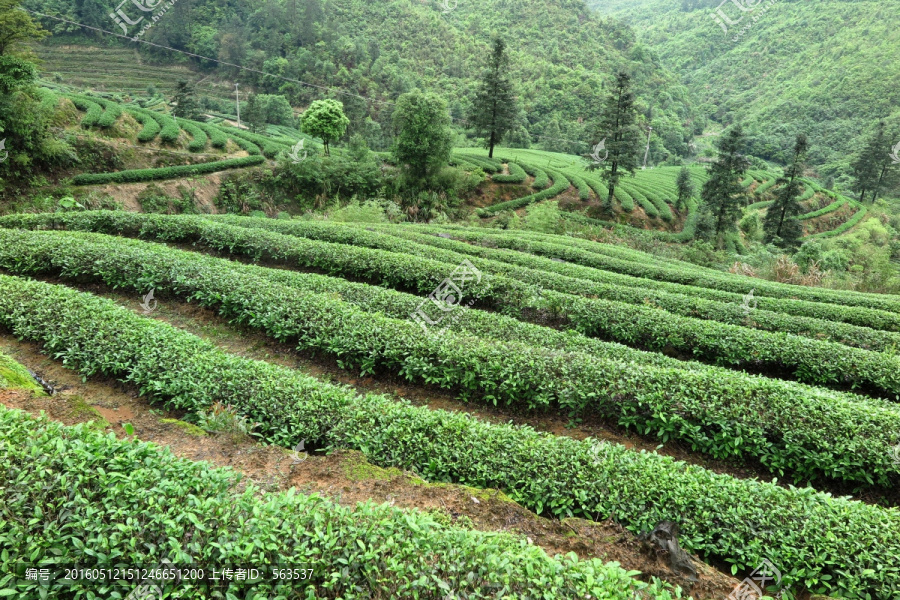 绿色茶山