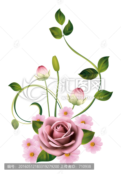 玫瑰,花卉