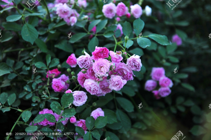 蔷薇,月季花