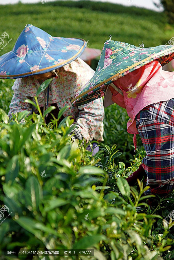 采茶,,茶山,,茶园