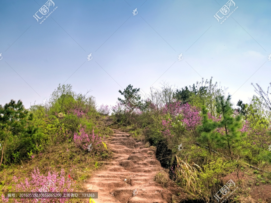 兰溪转轮岩景区山路紫荆花