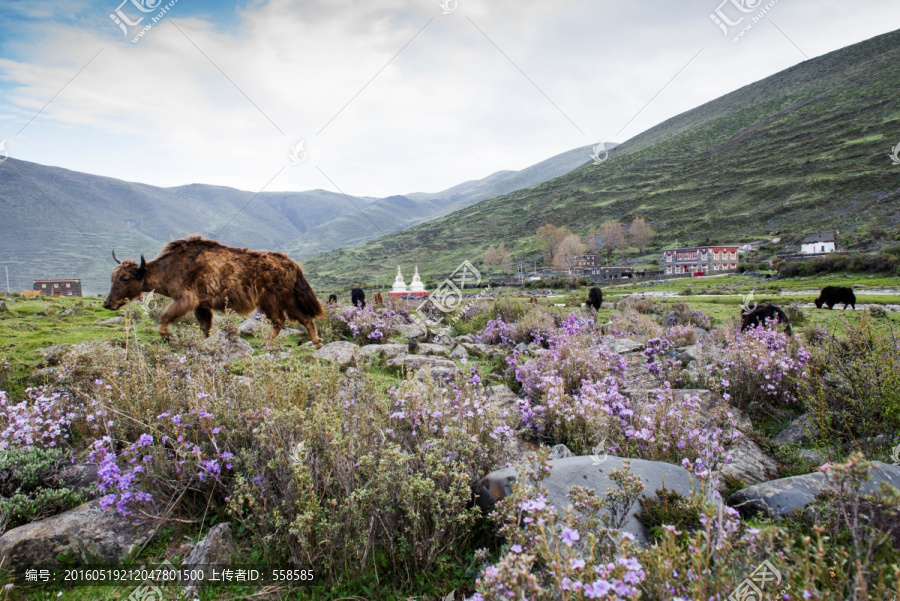 牦牛与藏族民居
