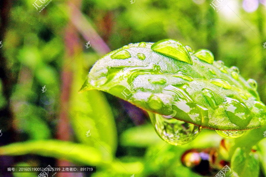 带雨水的绿叶