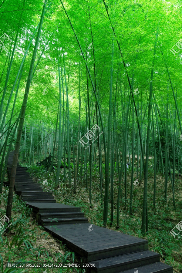 竹林
