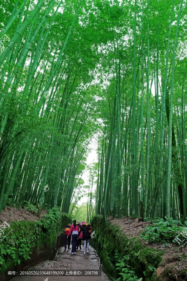 竹林