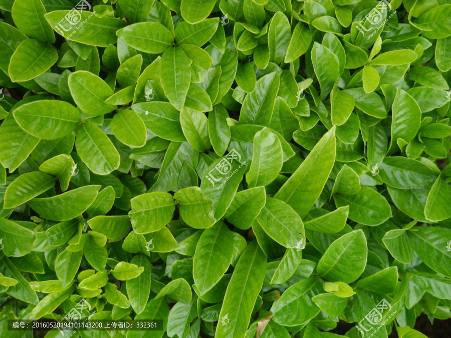 栀子花树叶子