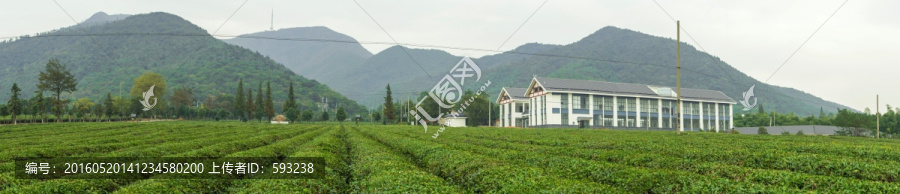 芙蓉茶场全景