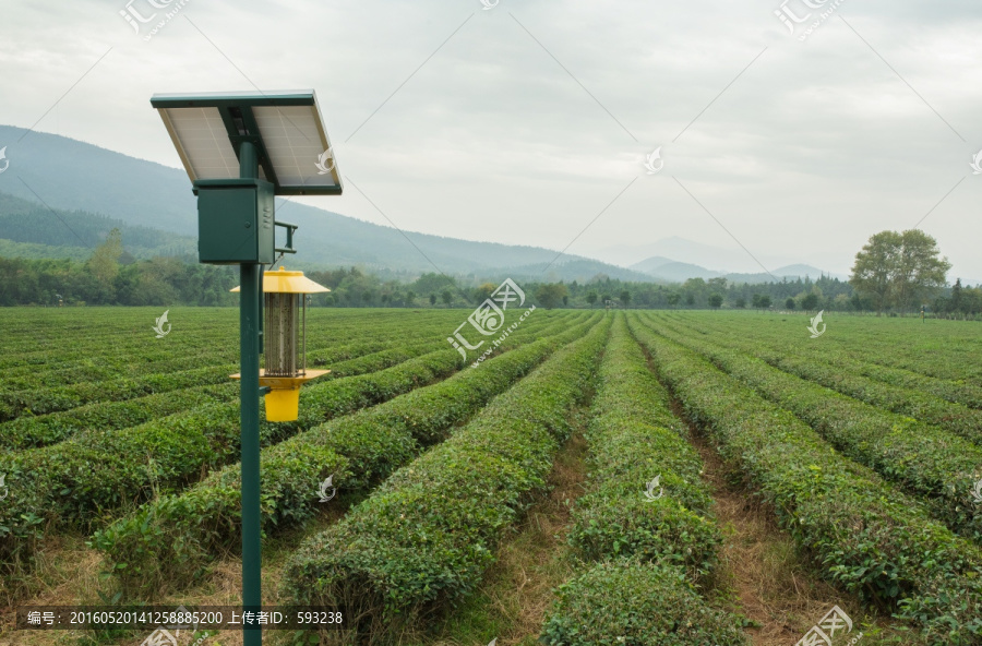 太阳能杀虫灯有机茶园