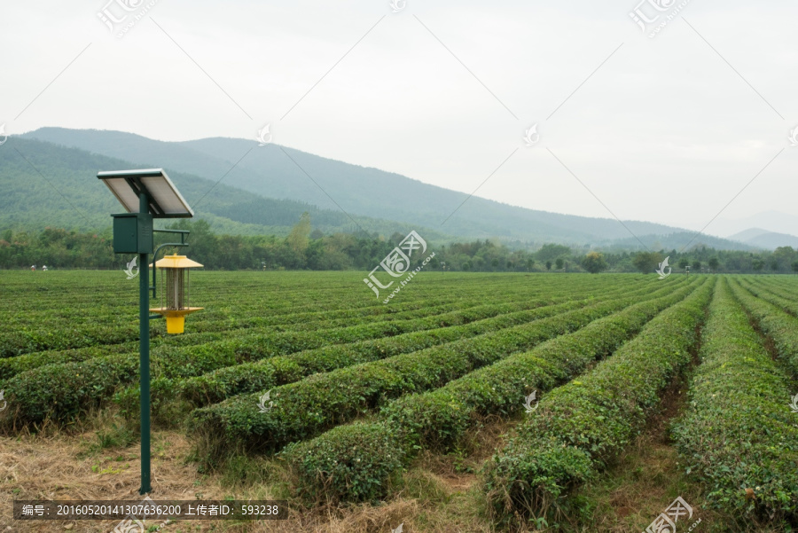 太阳能杀虫灯有机茶园