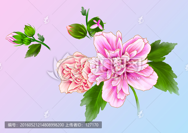 木槿花