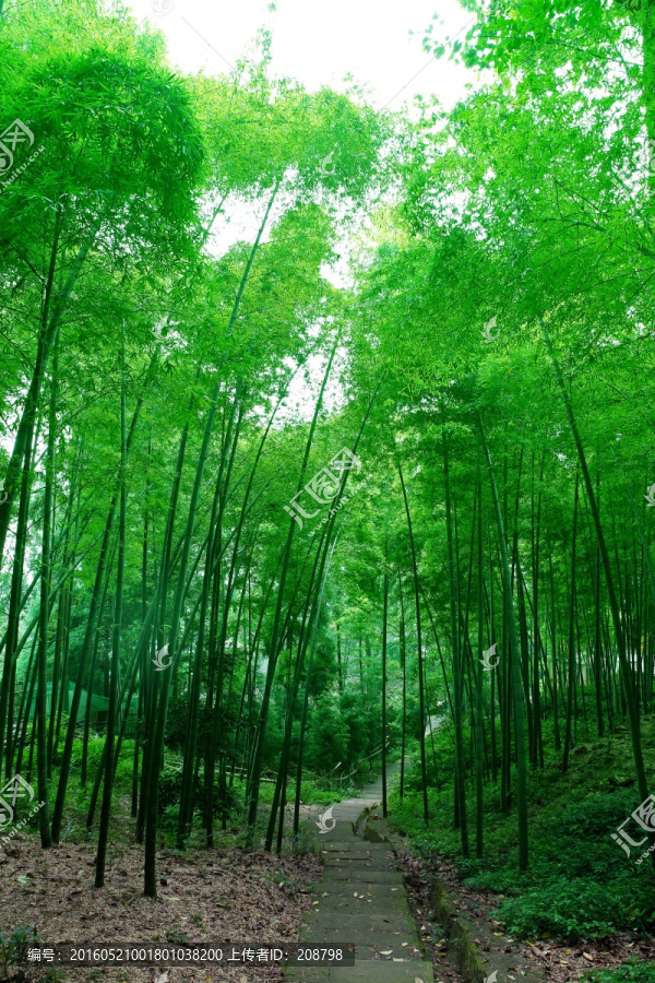 竹林