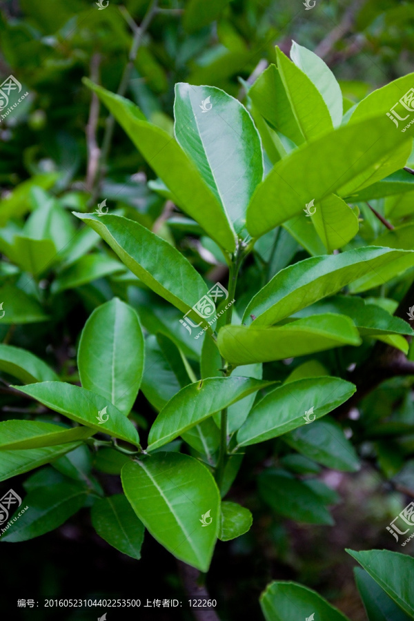 柚子树叶,柚子树