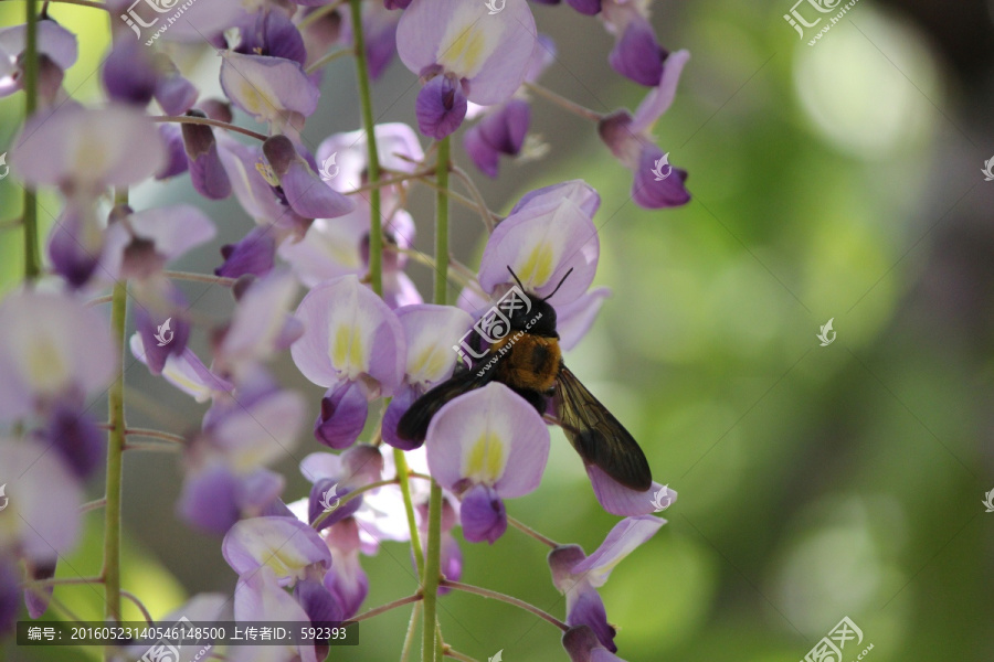 紫藤于蜜蜂