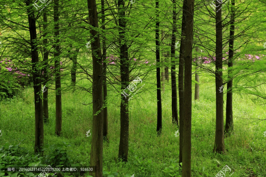 森林与树林