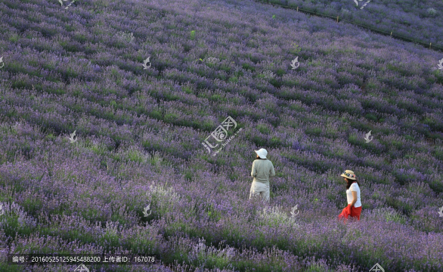 薰衣草,花海