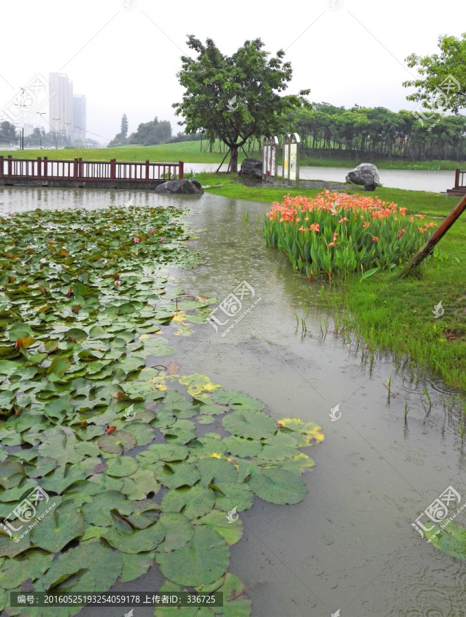 城市园林小景,雨中的池塘