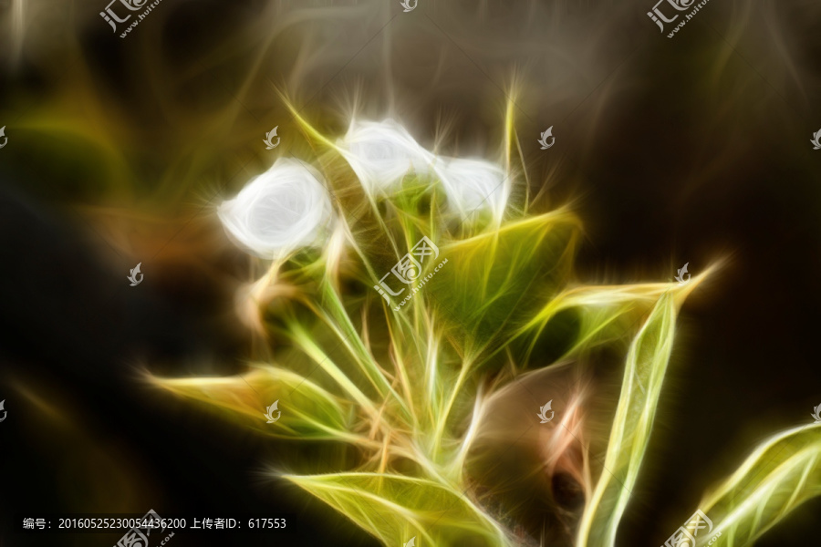 含苞待放的梨花