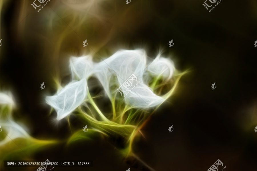含苞待放的梨花
