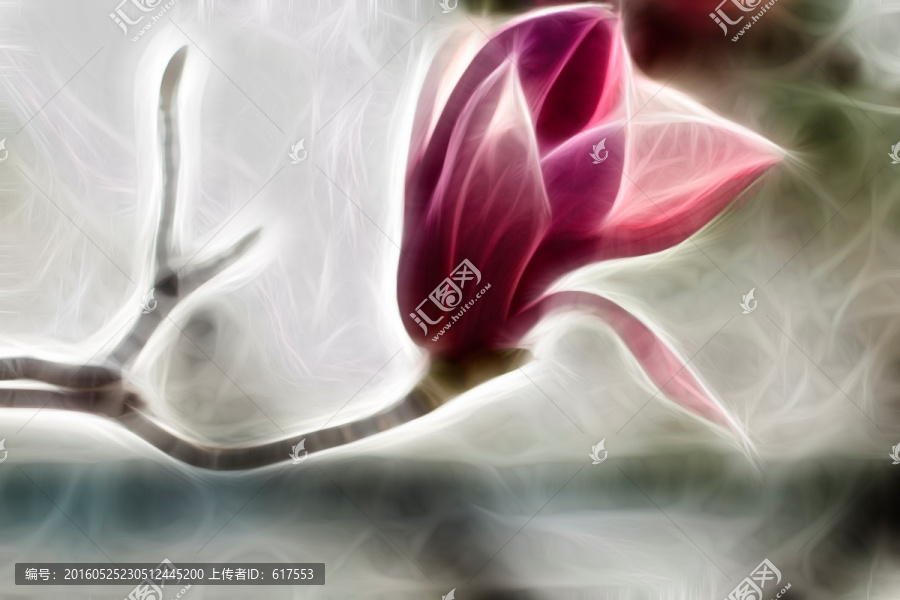 紫色玉蘭花