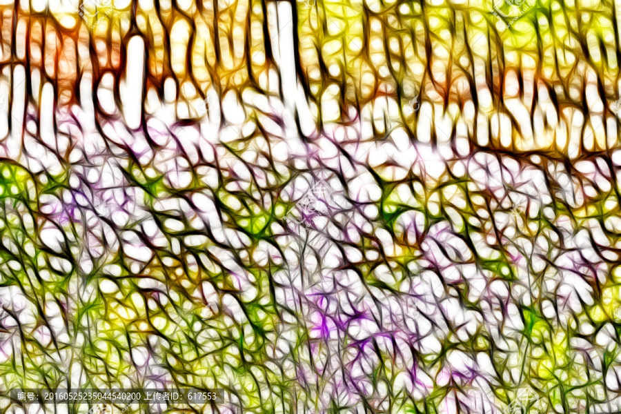 野花花叢