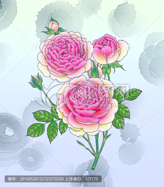 薔薇,玫瑰,月季,手繪分層花卉