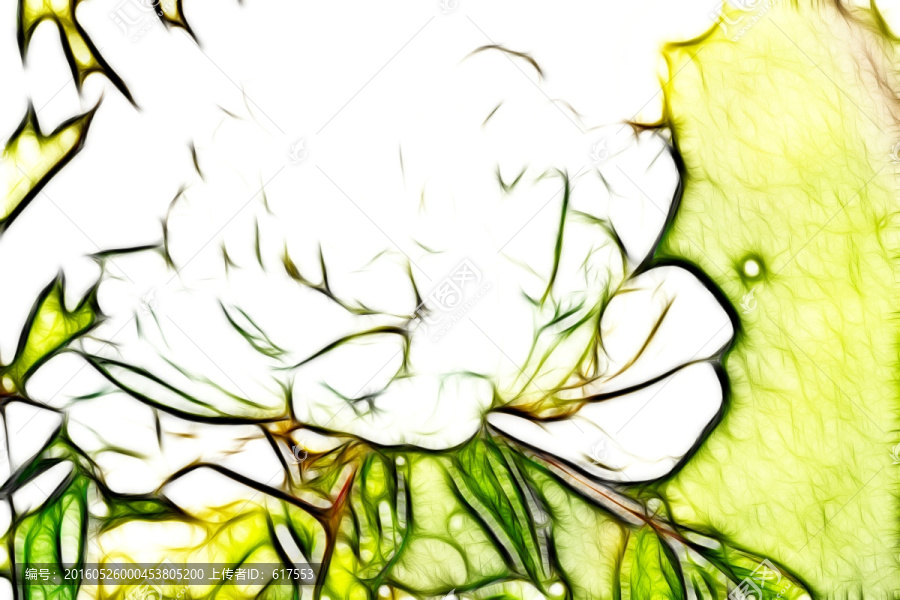 白色牡丹花