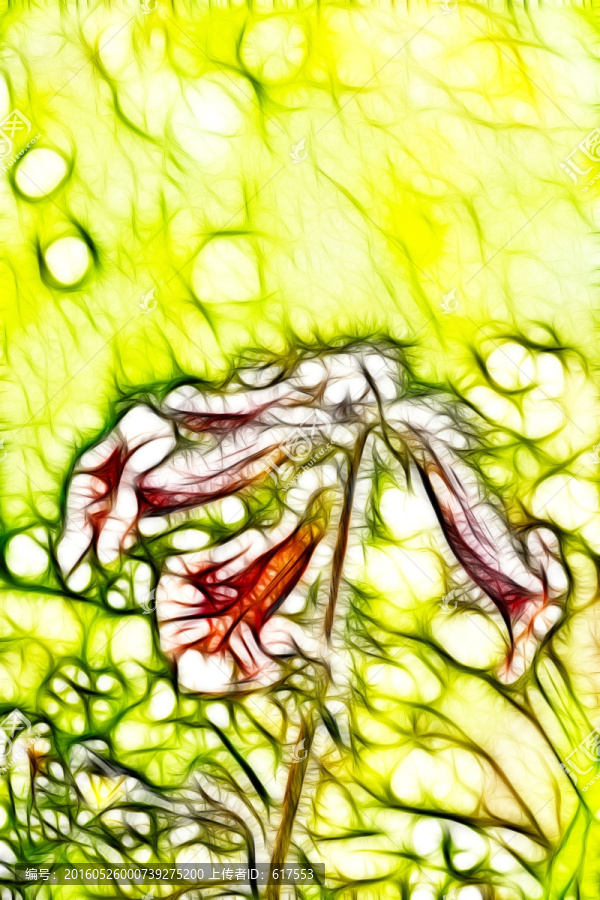 地黃花