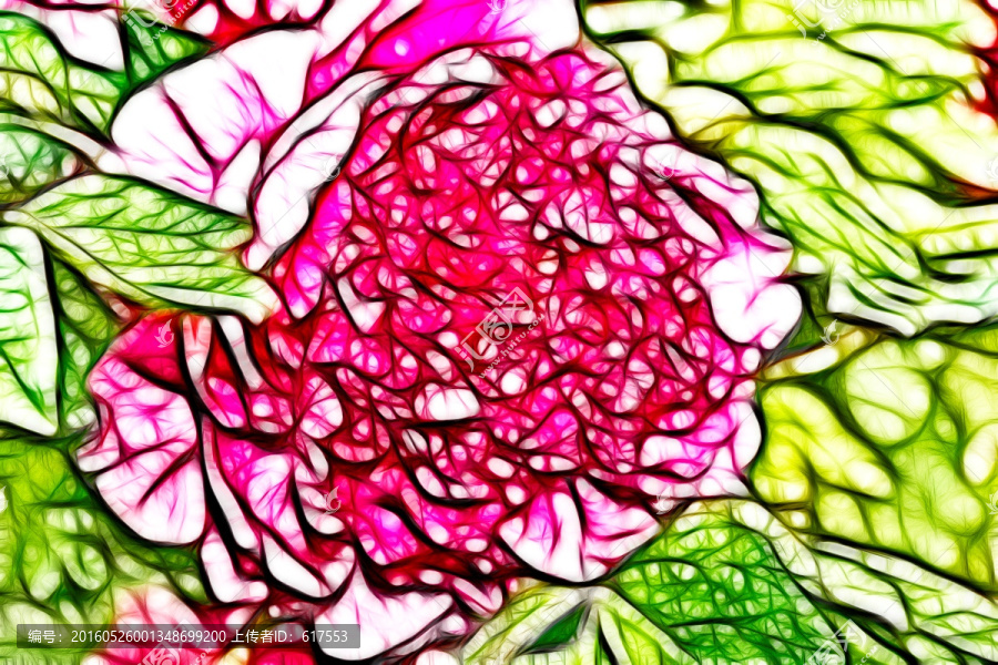 粉色牡丹花