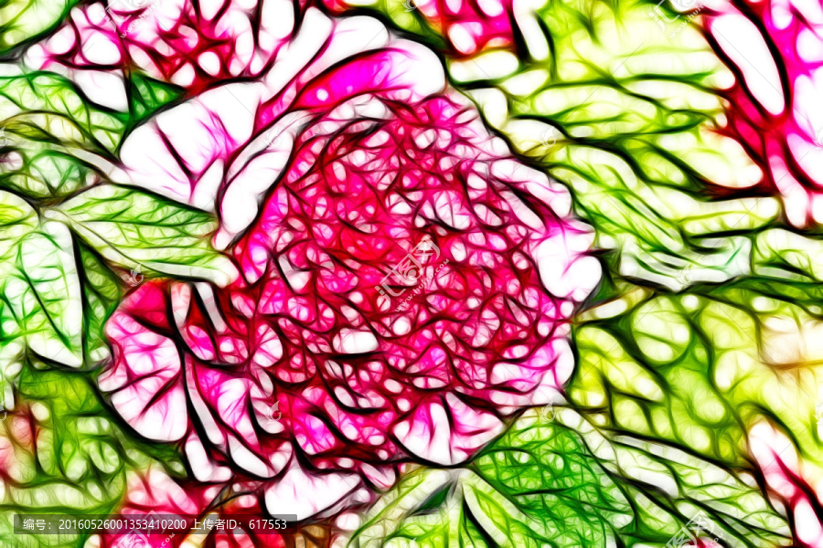 粉色牡丹花