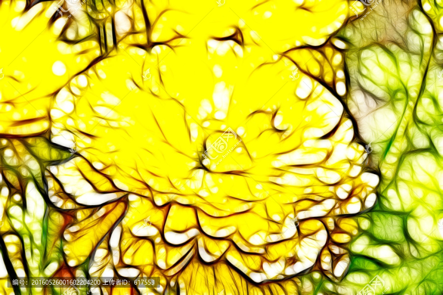 黃色花毛茛