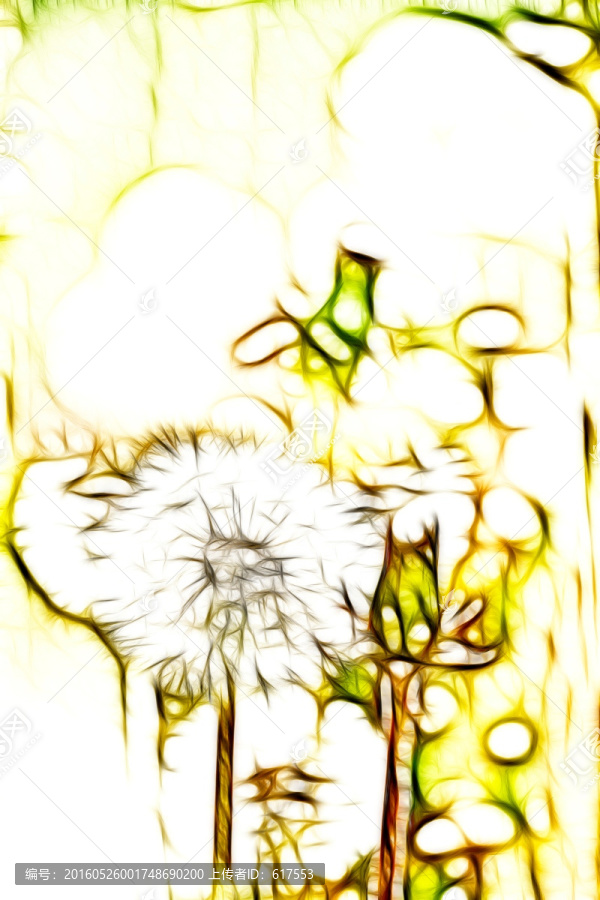 蒲公英