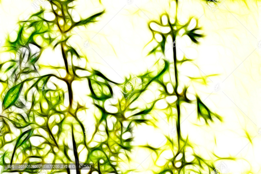 夏至草