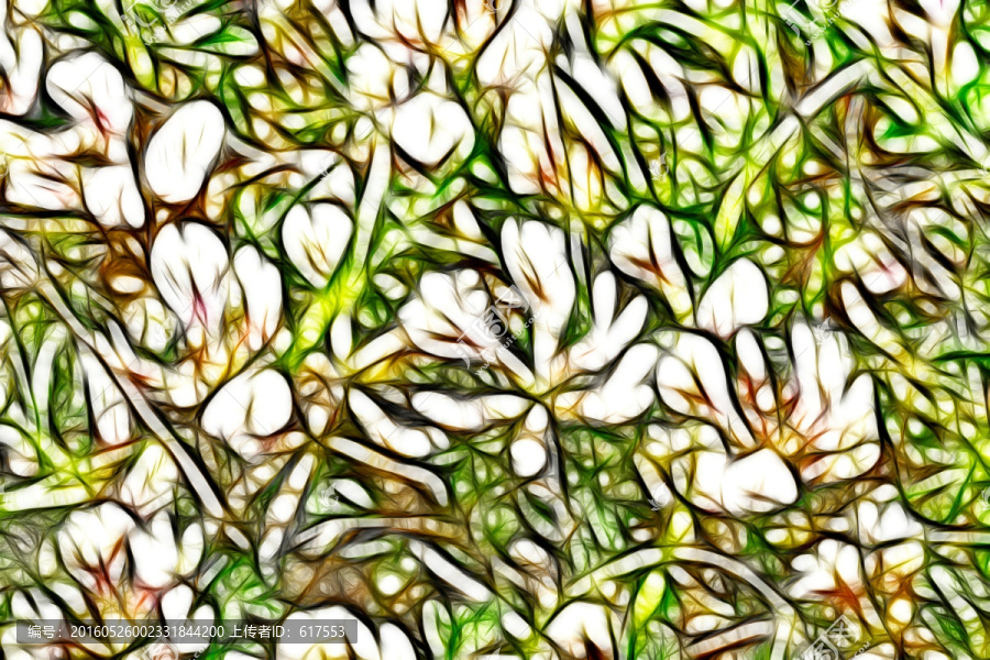 白花苜蓿