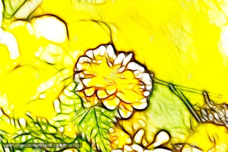 金球花
