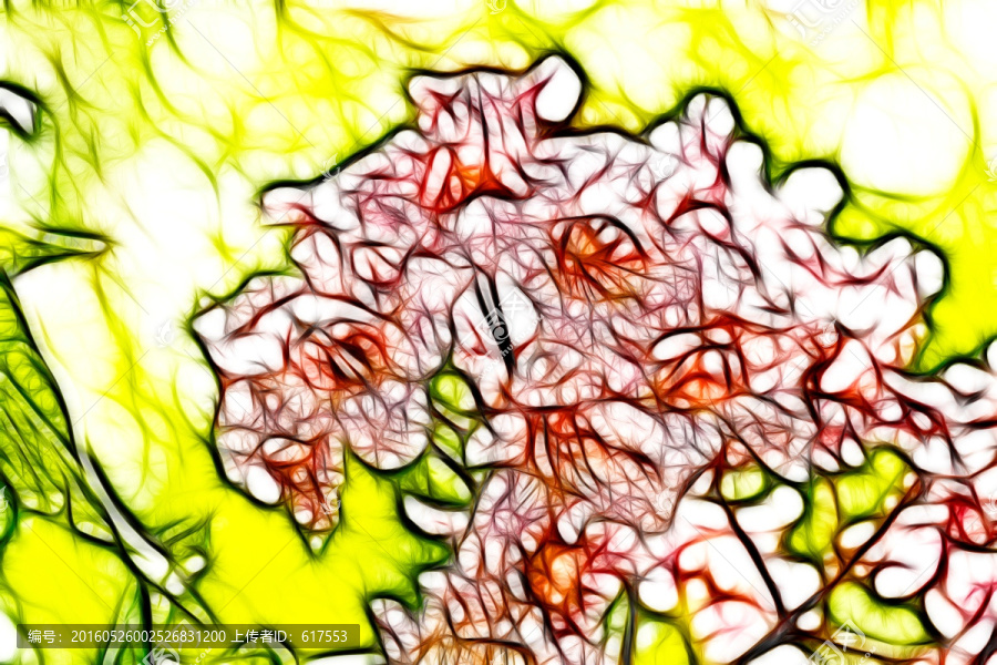 楸樹花