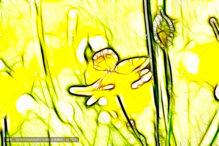 月見草開花