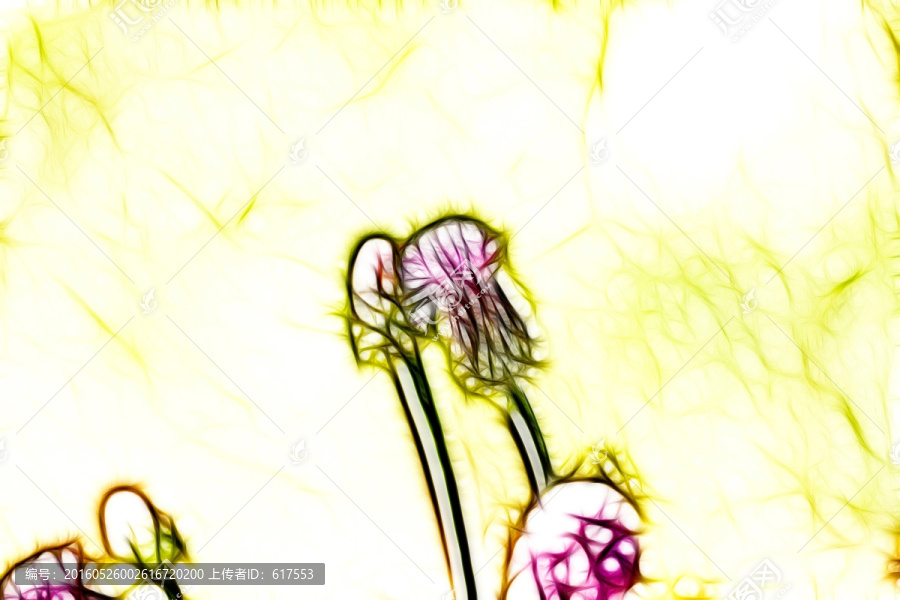 紫花藿香薊