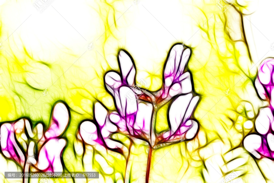 紫花苜蓿
