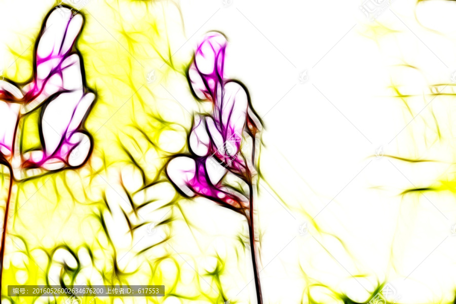 紫花苜蓿