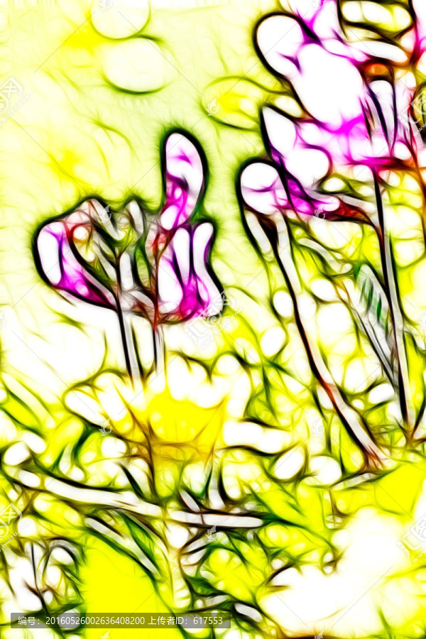 紫花苜蓿