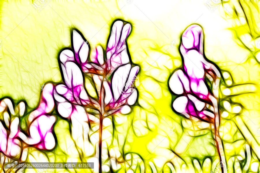 紫花苜蓿