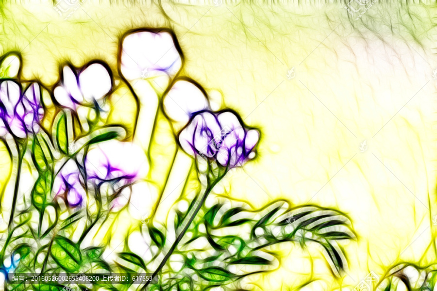 紫花苜蓿