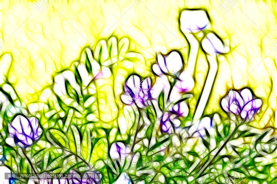 紫花苜蓿