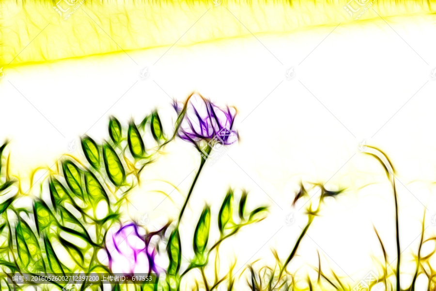 紫花苜蓿