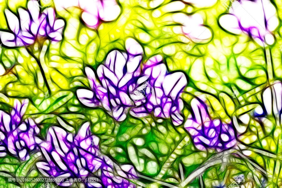 紫花苜蓿