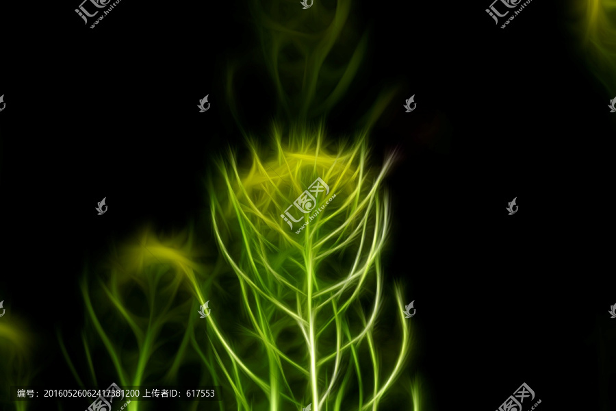 油菜花