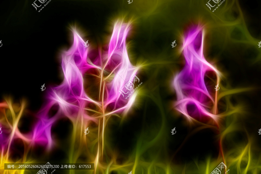 紫花苜蓿